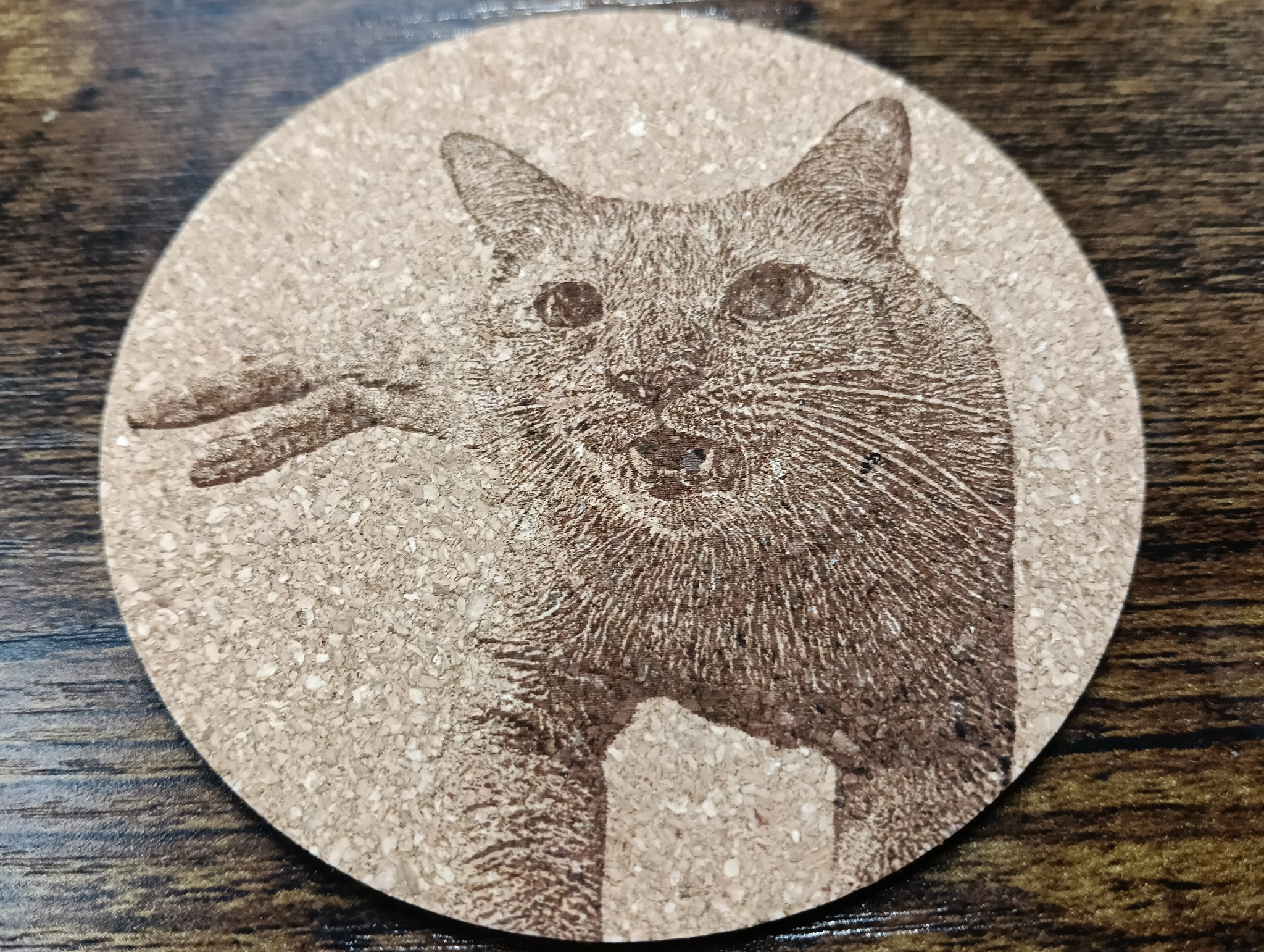 谷保ねこ 猫カフェ 猫のいる休憩室